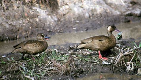 Brazilian Teal (Amazonetta brasiliensis) also known as Brazilian Duck