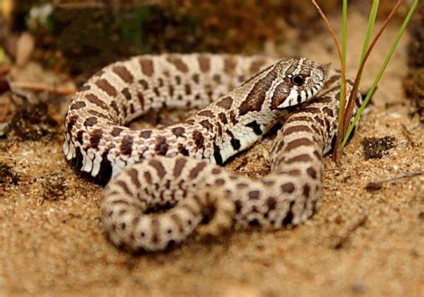 Western Hognose Snake 101: Care, Size, Facts, Habitat...