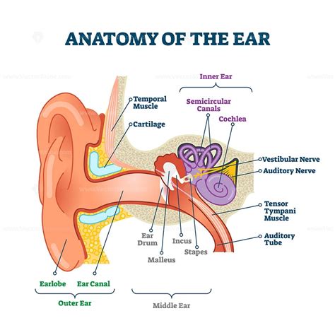 Ear Anatomy Model Labeled Anatomy Drawing Diagram | The Best Porn Website
