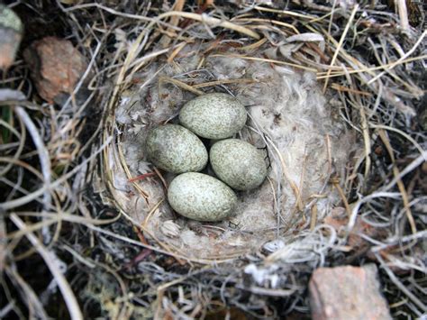 Horned Lark Bird Facts (Eremophila alpestris) | Birdfact