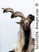 Free art print of Shaggy racka sheep with big twisted horns | FreeArt | fa53620317