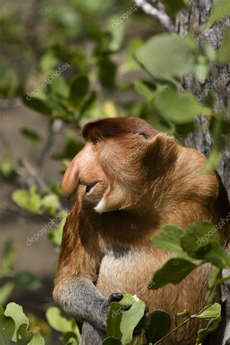 Proboscis monkey, Borneo — Stock Photo © emprise #2364783