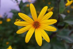 Helianthus tuberosus - Wildflowers of the National Capital Region