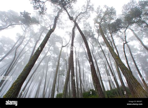 Fog in monterey pine forest hi-res stock photography and images - Alamy