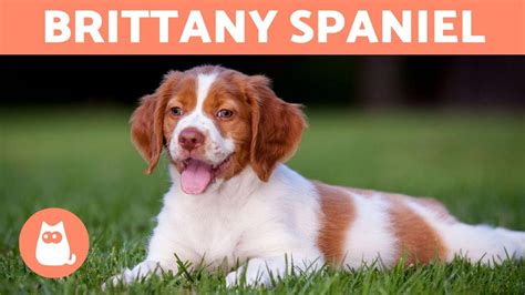 BRITTANY SPANIEL – Characteristics and Care – Pet News Live