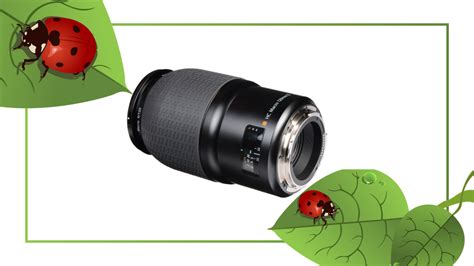 Macro Lens Buying Guide | B&H eXplora