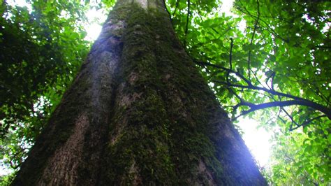 Kakamega Forest - The Legacy of Africa's Rainforest - Paukwa