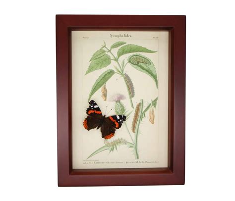 butterflies in glass for sale