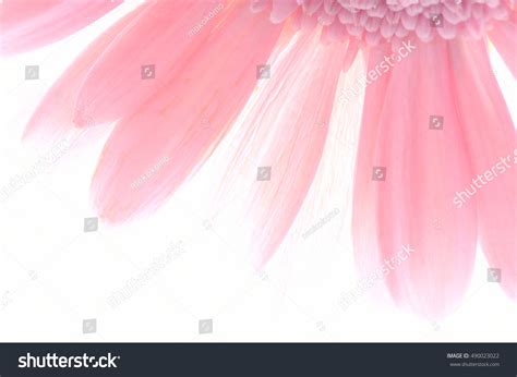 Barberton Daisy Stock Photo 490023022 | Shutterstock