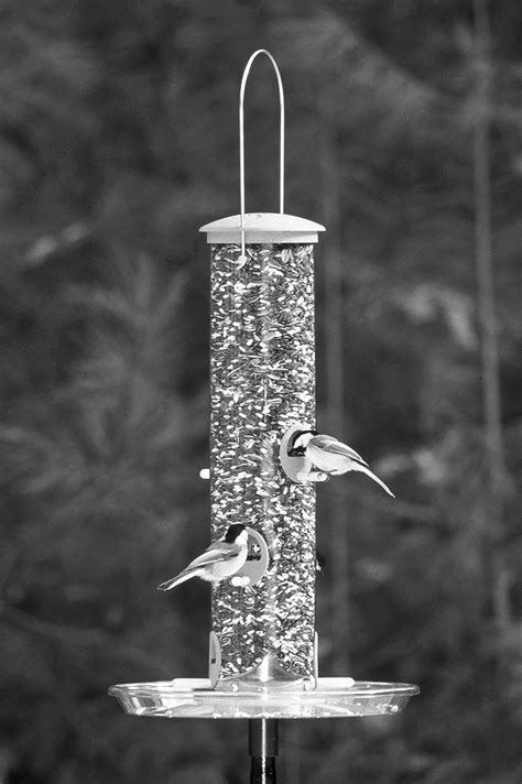 Winter Feed For The Birds - 27 East