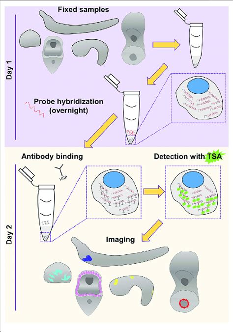 | Overview of the FISH procedure described in this study. Schematics of ...