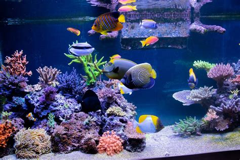 Do you think regal angelfish are reef safe? | Reef2Reef