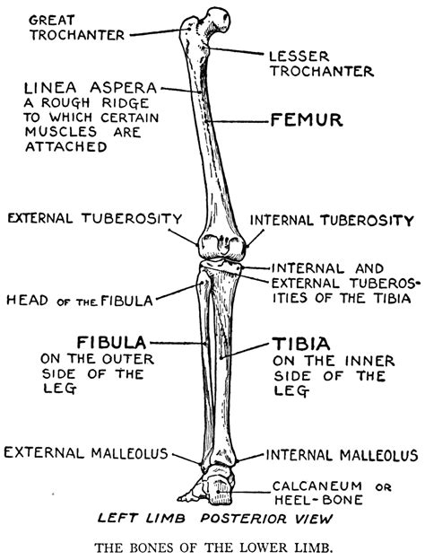 Hei! 39+ Lister over Leg Bones Diagram: When you stand or walk, all the weight of your upper ...