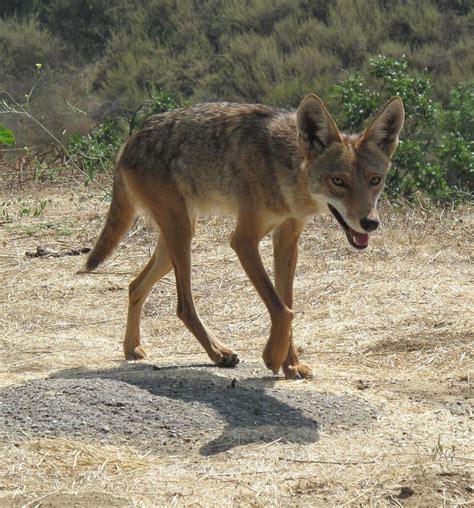 Coyote like this in my backyard! | Coyote, Desert animals, Animals