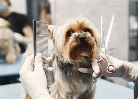 Introduction To Luxury Mobile Dog Grooming In Florida - lazlobane