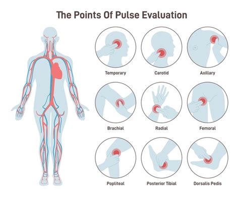 Brachial Artery Pulse