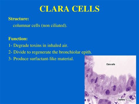 Clara Cell Histology