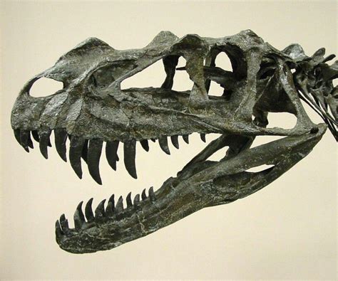 Ceratosaurus Skull Real Dinosaur, Prehistoric Dinosaurs, Paleo Art, Ecology, Passion, Concept ...