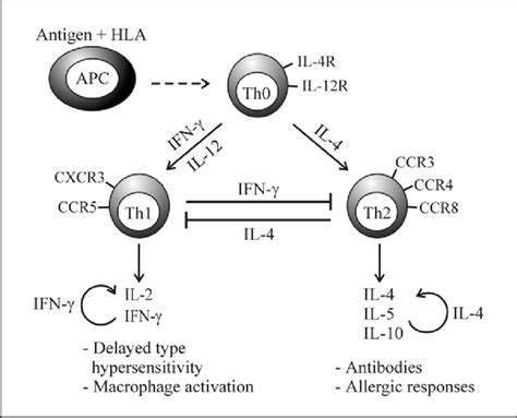 Overview of Th1 and Th2 cell differentiation. Naïve CD4 + T-cells are... | Download Scientific ...