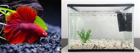 What Is The Ideal Tank Size For A Betta Fish? Factors, Setup, And Maintenance Tips