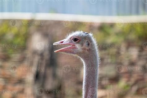 greater rhea animal 3767419 Stock Photo at Vecteezy