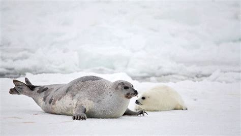 Harp Seal Mother and Newborn : Biological Science Picture Directory ...