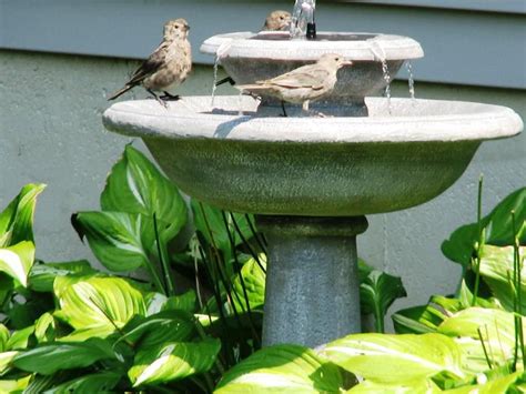 Diy Outdoor Bird Bath Fountain - Ideas 2022