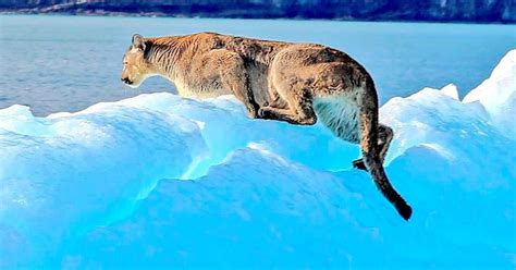 Sorpresa en el sur: un puma apareció en la cima de un glaciar del Lago Argentino