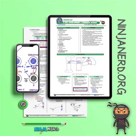 T-Cell Development - Illustrations - NinjaNerd Medicine