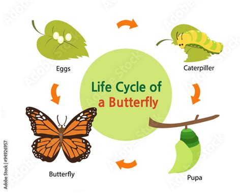 This picture shows the life cycle of a butterfly from an egg to a beautiful butterfly. Stock ...