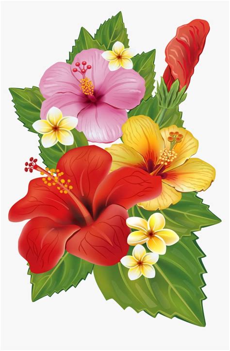 Hawaii Clipart Plumeria Hawaiian - Tropical Flowers Transparent Background, HD Png Download is f ...