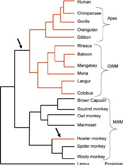 Simple Primate Phylogeny