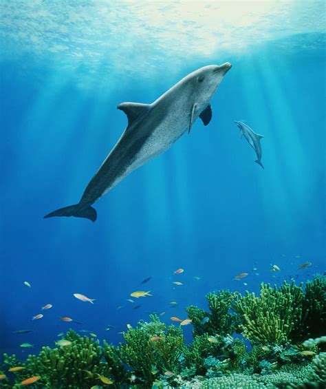 Dolphins Swimming Underwater Photograph by Steve Bloom