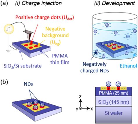 (a) Schematics of the AFM-nanoxerography process used in this study ...