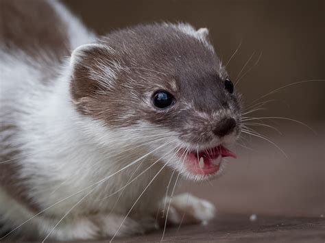 Alaska Magazine | Close encounters with Alaska weasels