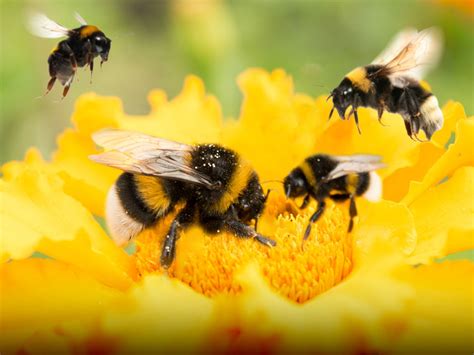 When it comes to bumblebees, does size matter? | UCR News | UC Riverside