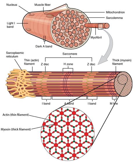 Sarcoplasmic Hypertrophy | Skeletal muscle, Muscle hypertrophy, Science podcast