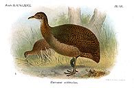 Solitary tinamou - Wikipedia