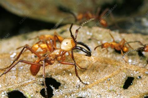 Army ants - Stock Image - C009/9052 - Science Photo Library