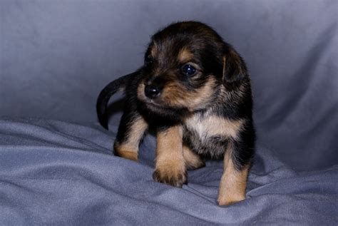 Female – Black and Brown Schnauzer Yorkie Pup – By The Drop