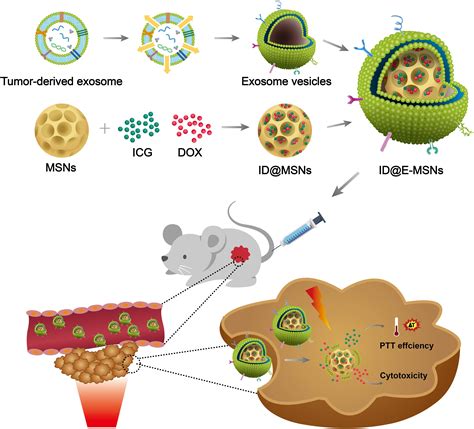 Frontiers | Tumor Exosome Mimicking Nanoparticles for Tumor Combinatorial Chemo-Photothermal Therapy