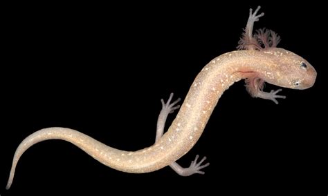 Newly discovered salamander species already at risk of extinction • Earth.com