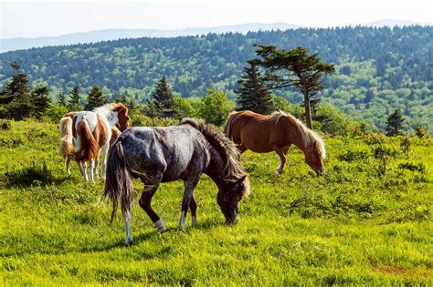 10 Best State and National Parks in Virginia - Escape to Virginia’s Most Beautiful Natural ...