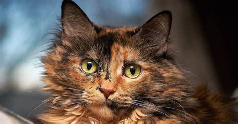 How To Spot The Difference Between Calico and Tortie Cats – Meowingtons