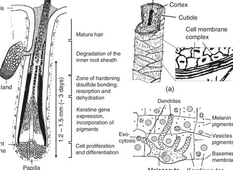 a) Structure and constituents of the human hair shaft. b) Formation of ...