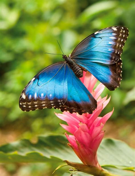 The Blue Emperor Butterfly. Photo: Tzooka/Shutterstock.com | Beautiful ...