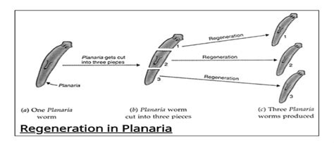 Regeneration Of Planaria