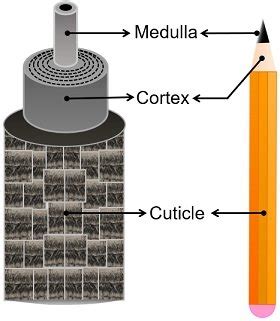 Layers of Hair Shaft - Cuticle, Cortex and Medulla - Biology Reader