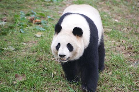 Panda Evolution APK for Android Download