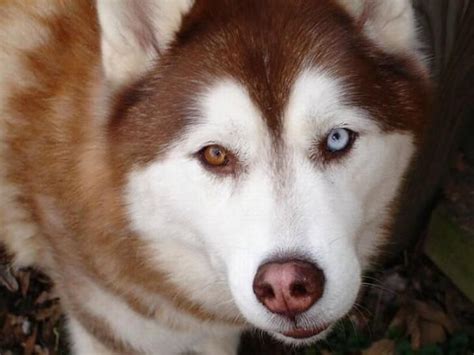 dog with 2 different eye color | Animals | Pinterest